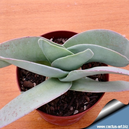 propeller plant
